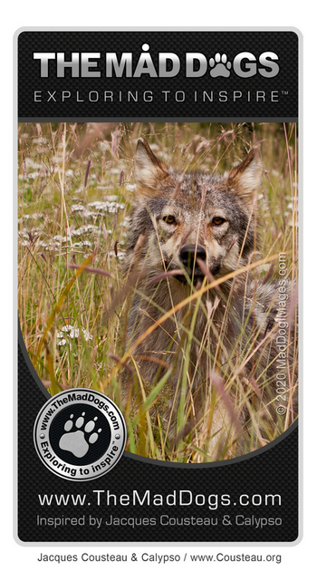 Meeting wild wolf - Our exploring is inspired by Jacques Cousteau & Calypso