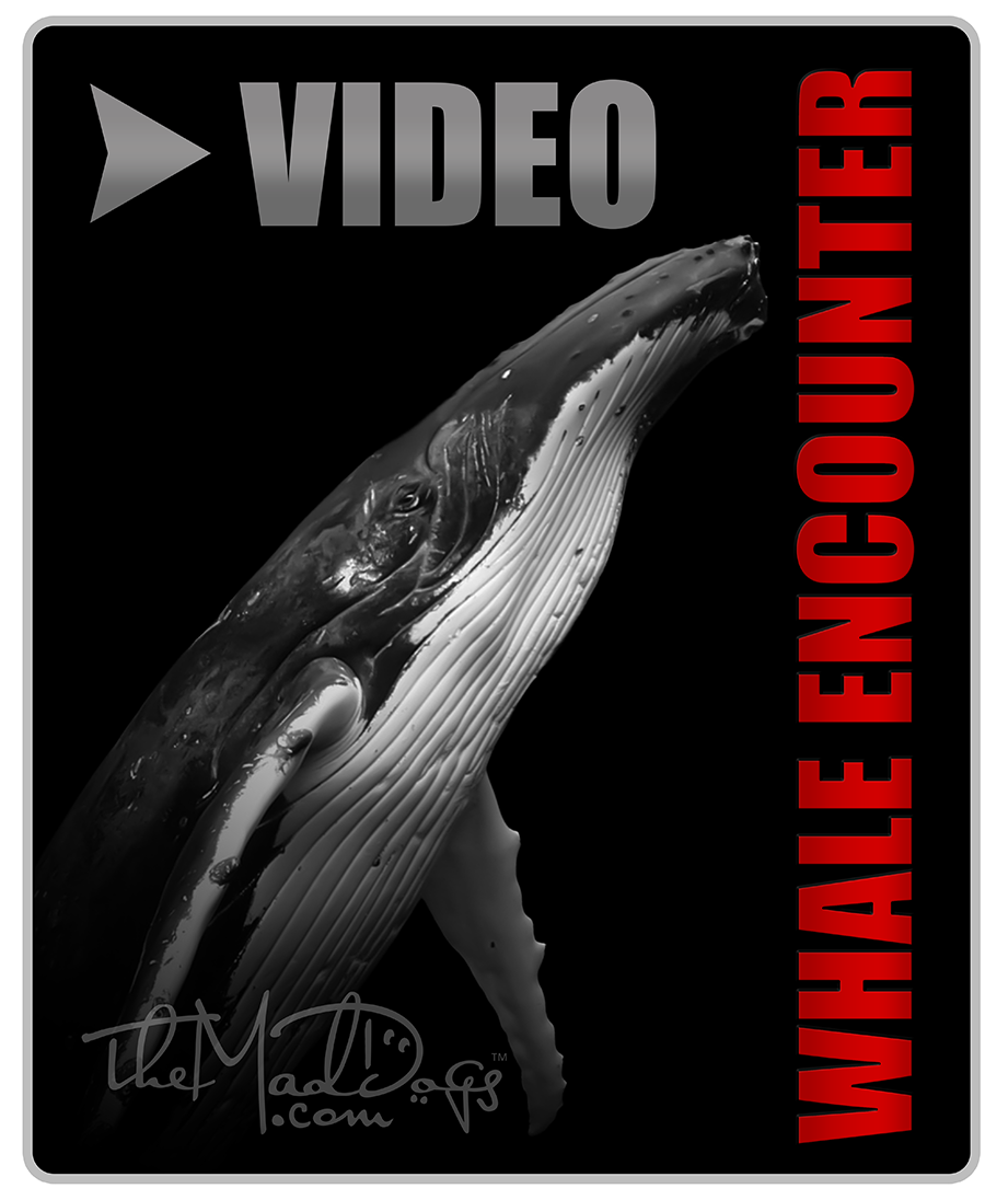 Watch or download free Whale Encounter video