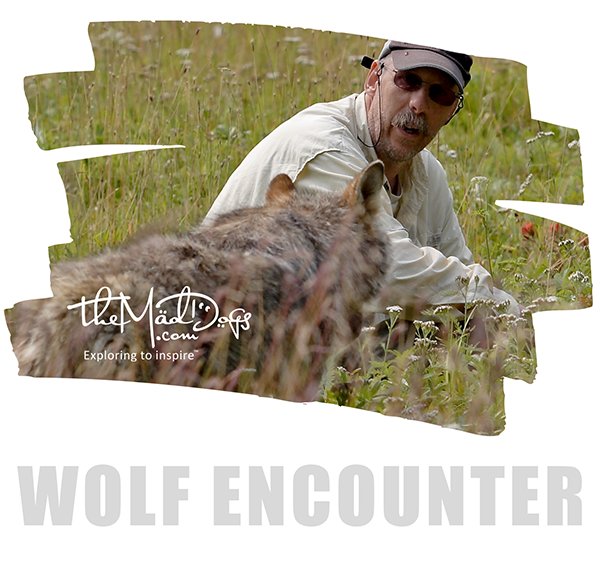 Watch our wolf encounter in Alaska video