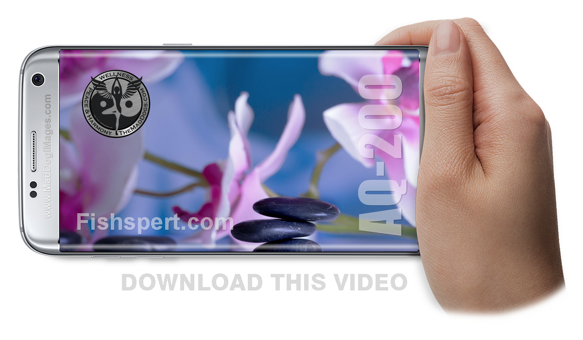Download or watch tropical fish aquarium AQ-200 - Searching for Atlantis ZEN