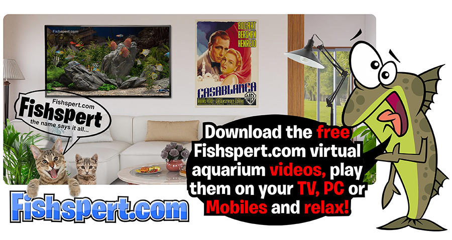 Get your free tropical fish aquarium video here!